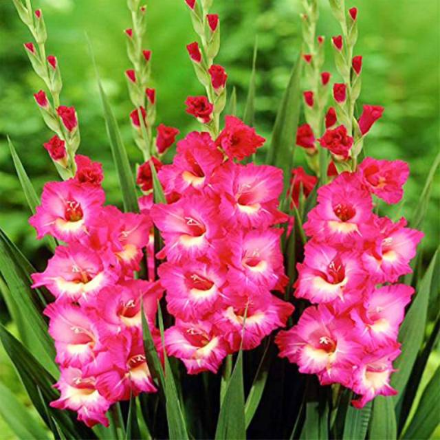 Umbi Bunga Gladiol Pink Batik Shopee Indonesia