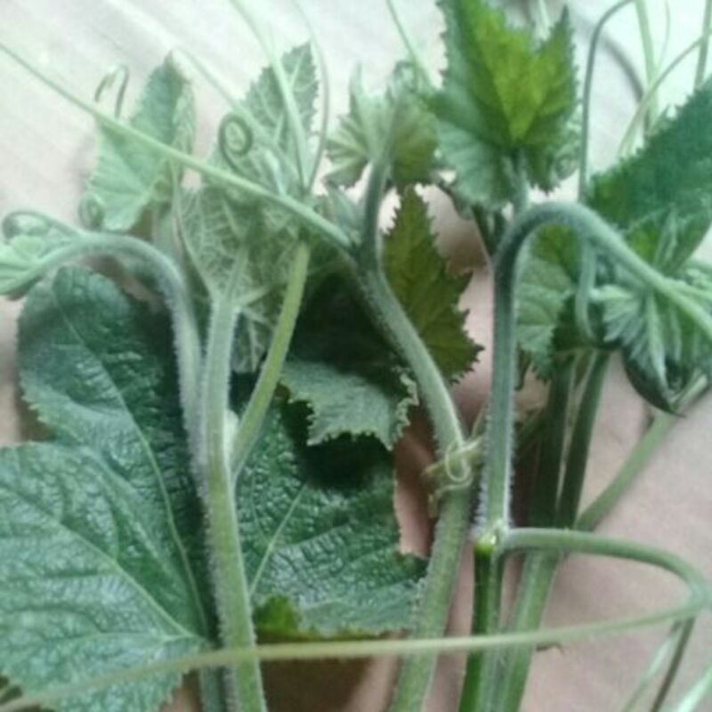 

Pucuk labu muda 500grm
