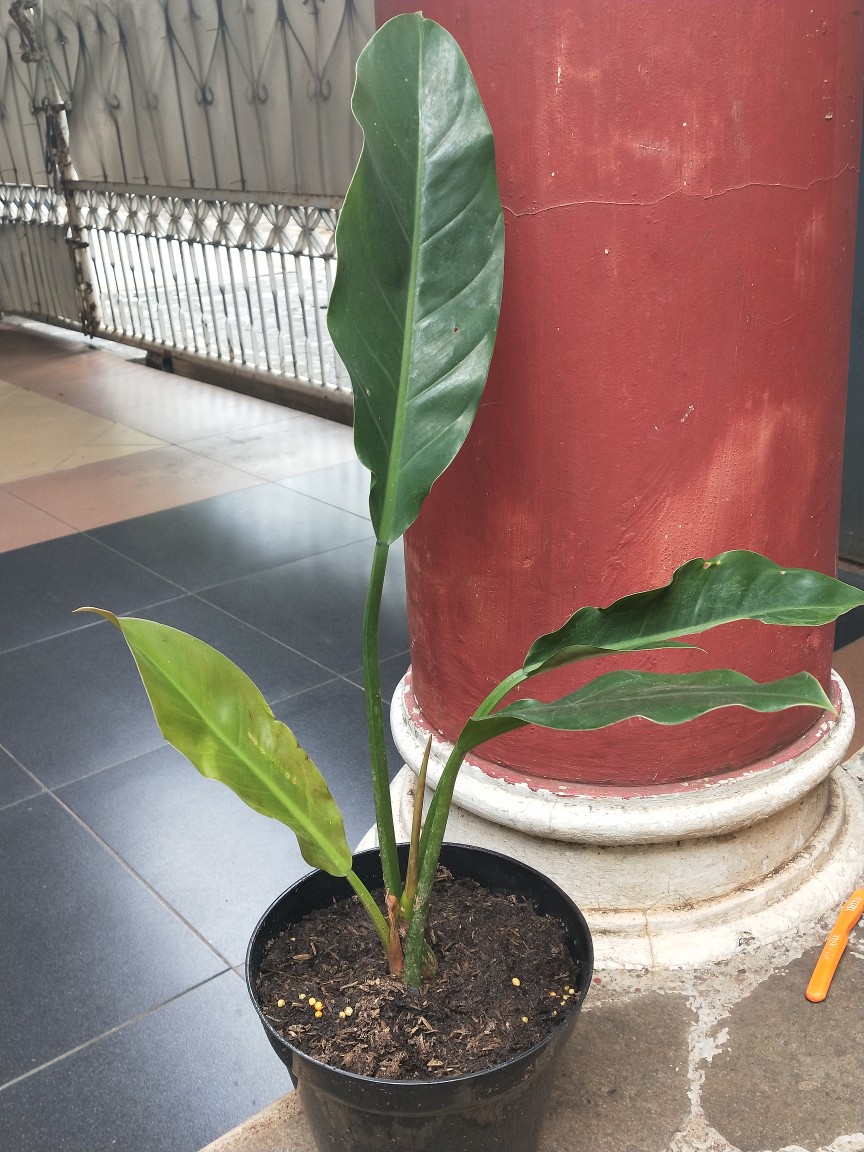 Philodendron Litle Phil Philodendron Karet Pilo Daun Lebar