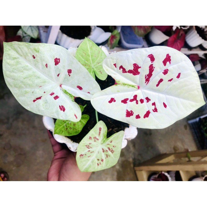 tanaman hias umbi keladi princess maeklong keladi hias