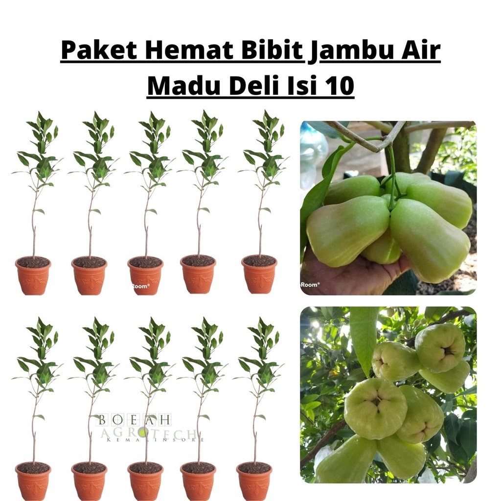 Paket Hemat Bibit Jambu Air Madu Deli Hijau Okulasi Isi 10 Bonus Bibit Strawberry+Polibag