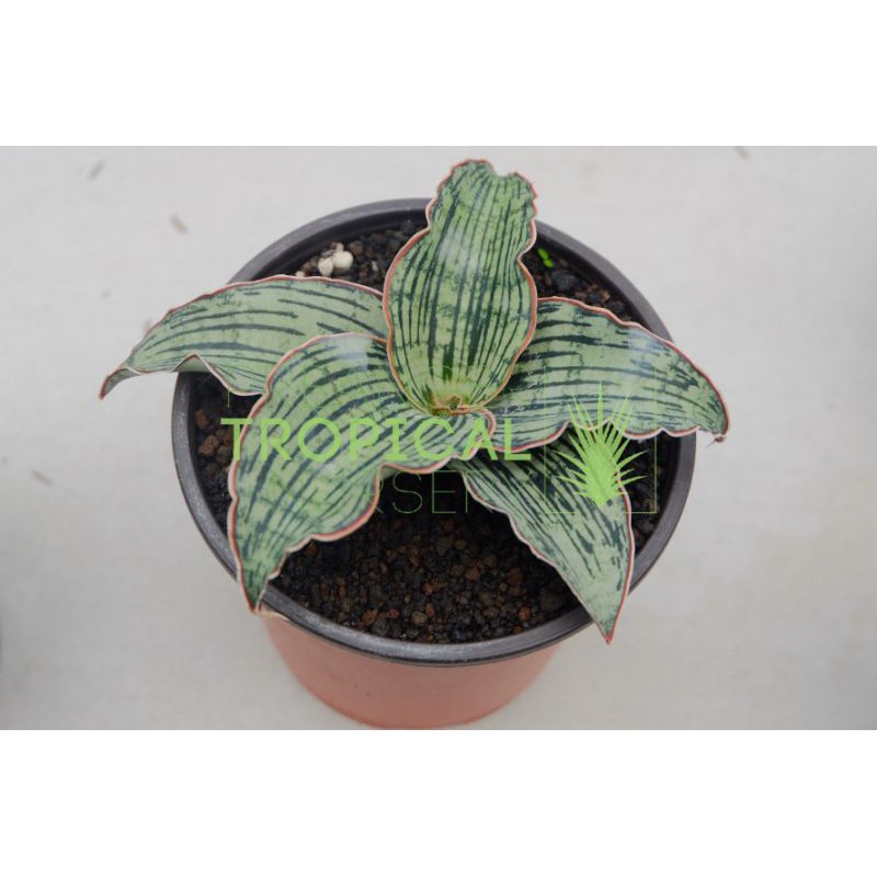 Sansevieria Cleopatra