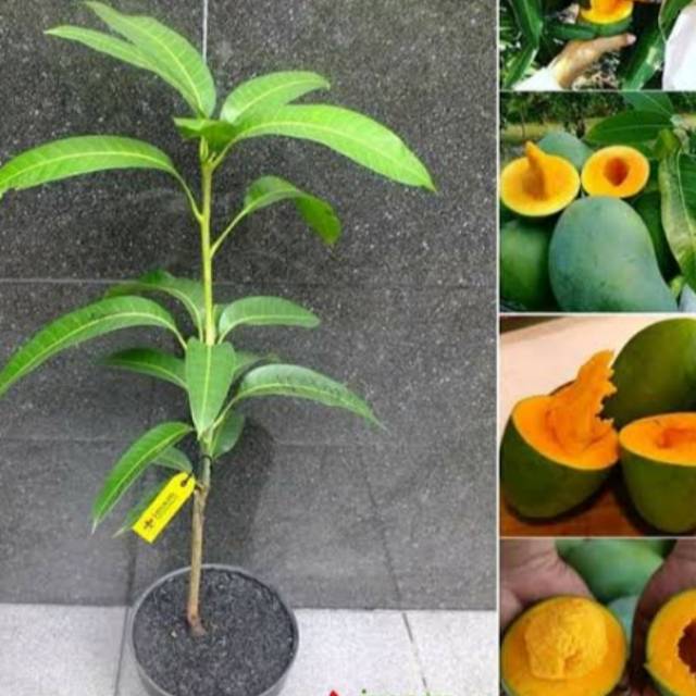 Bibit Tanaman Buah Mangga