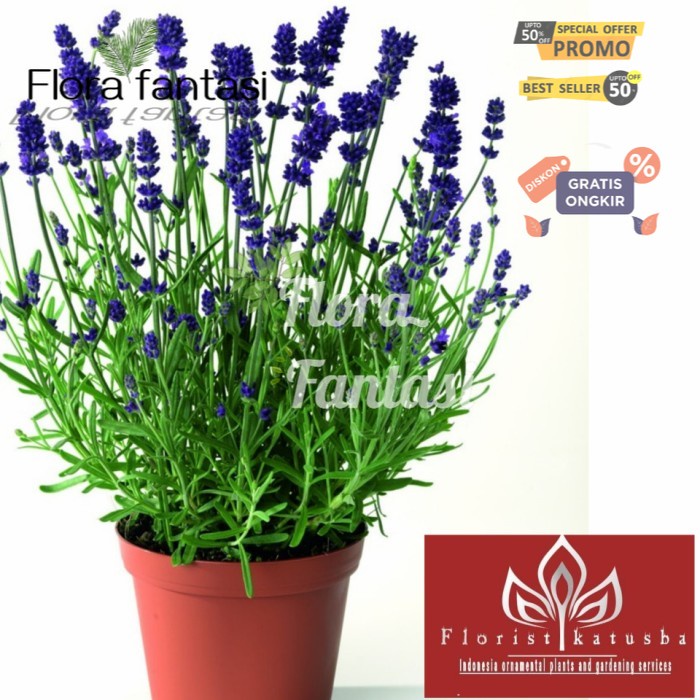 tanaman hias lavender asli lavandula (Tanaman hias hidup indoor murah besar dan rimbun--bunga hias h