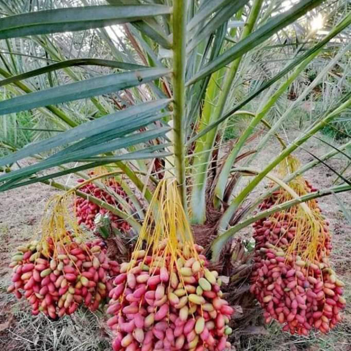 bibit buah kurma BAHRHEE kurma tropis