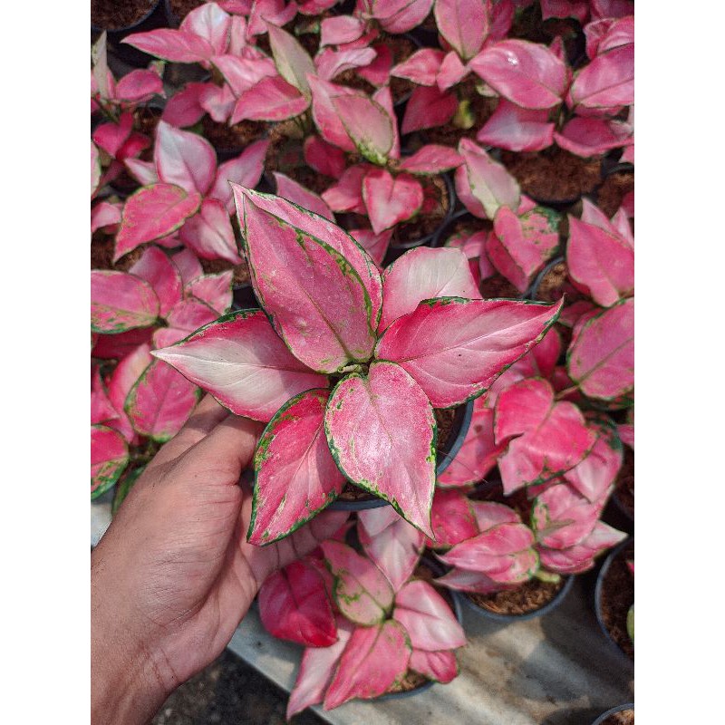 Aglaonema Pink Katrina