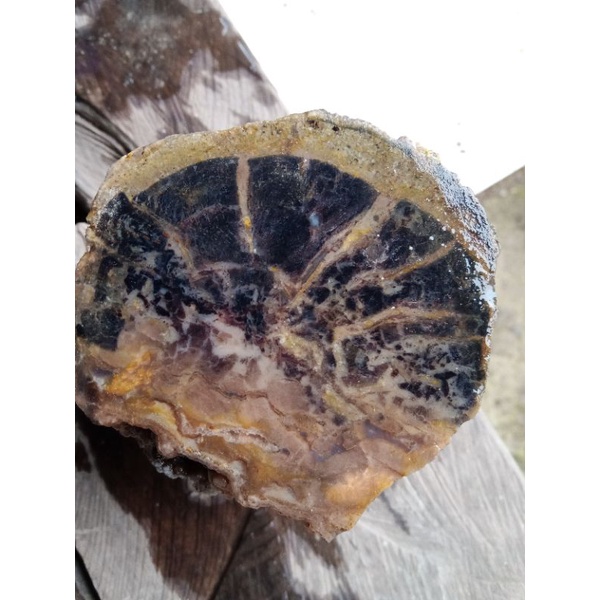 forsil kayu ngelontong