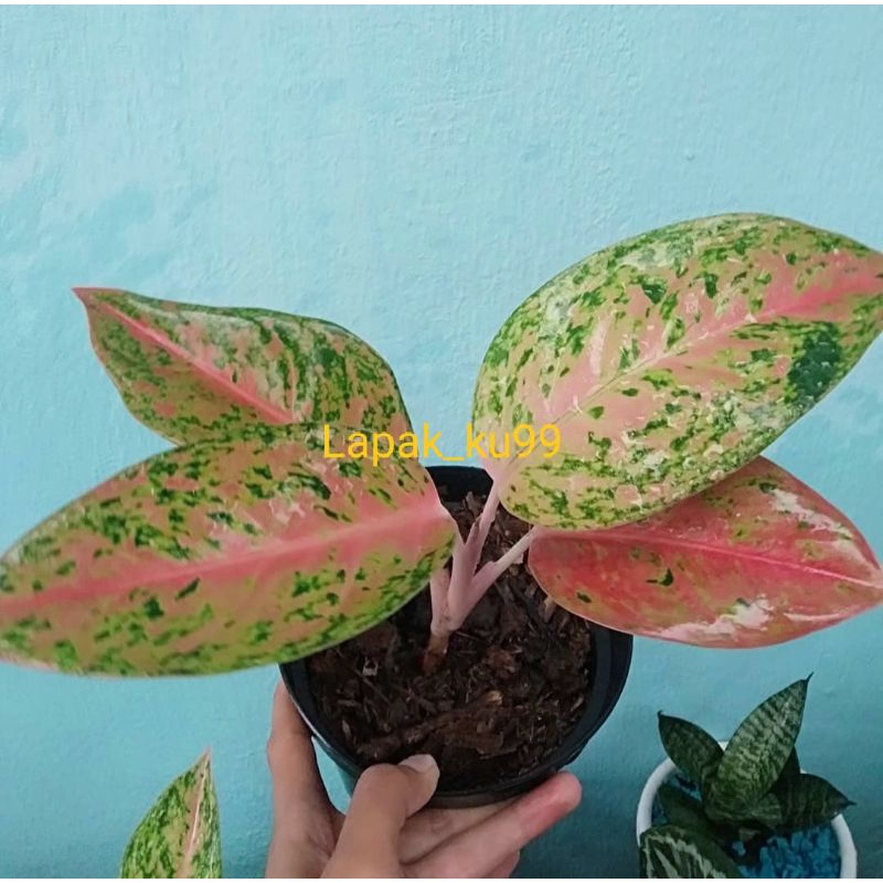 Big Roy Murahh | Aglonema Big roy Remaja