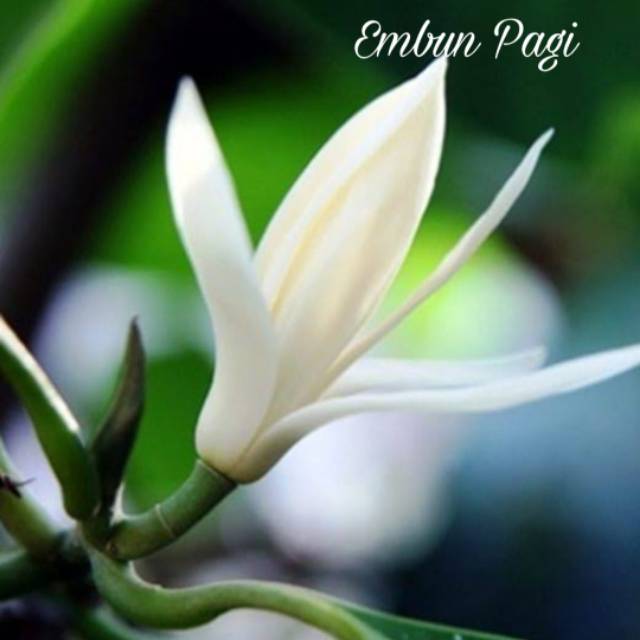 Bibit Pohon Bunga Kantil Putih