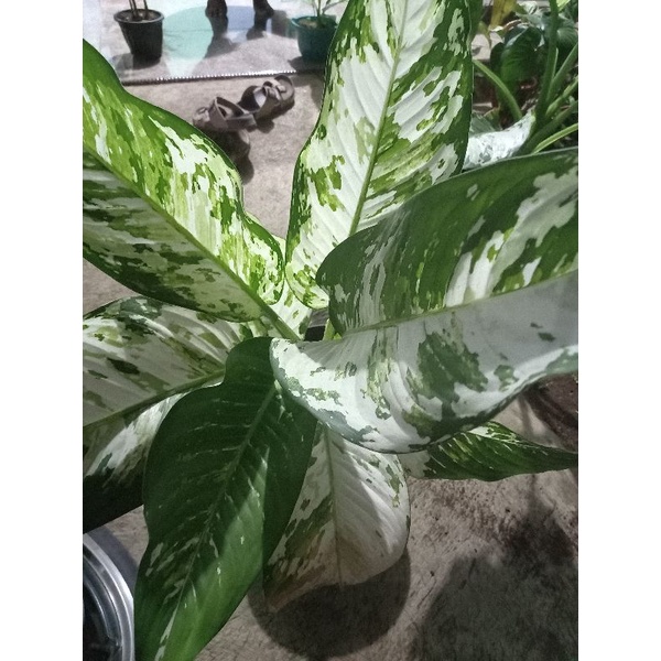 diven putih varigata remaja tanaman hias