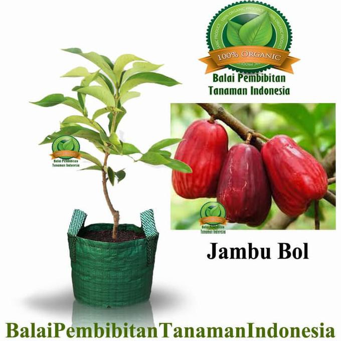 Asli Bibit Jambu Bol Jamaika / Jambu Darsono / Bibit Buah