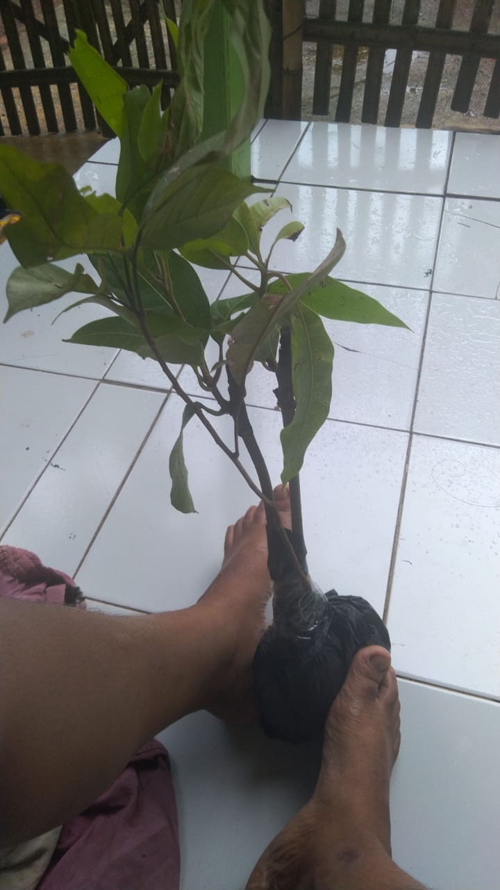 Bibit Duku Tanpa Biji