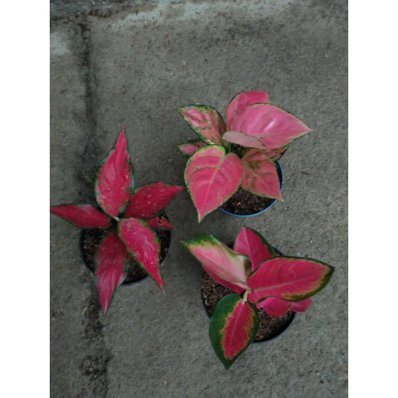 aglonema import paket 3 pot