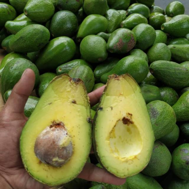 

Alpukat Mentega bergaransi