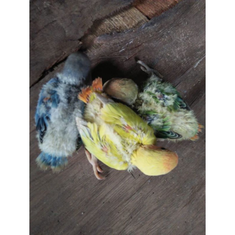 ADEEVAPOINT I BURUNG LOVEBIRD I LOLOHAN I NK I NON KLEP