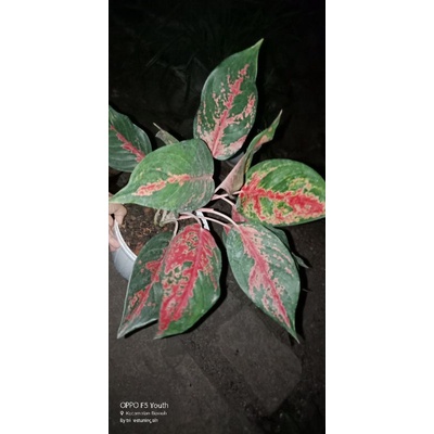 aglonema kochin cameleon