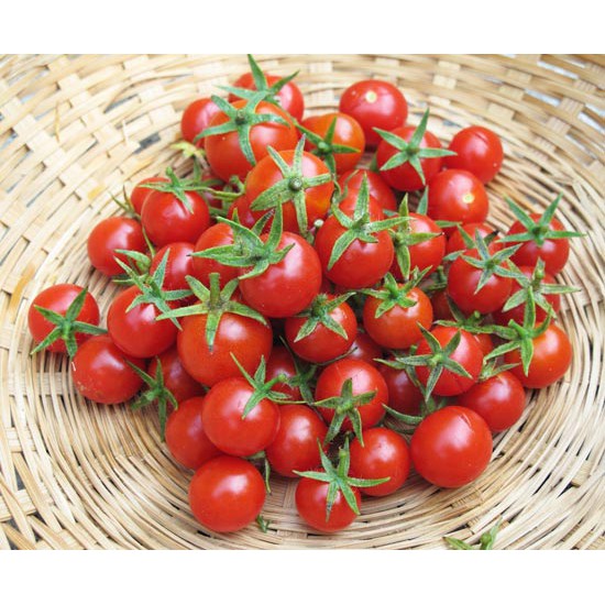 Benih Bibit Biji - Tomato Cherry Red Tomat Ceri Merah Seeds - IMPORT