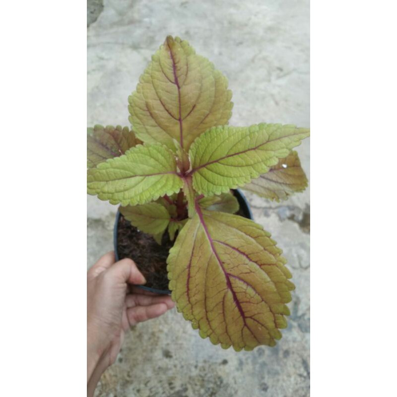 miana#lokal#premium#super#sultan