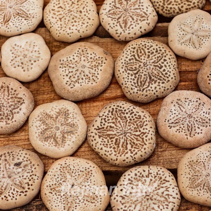 (5pcs) Cangkang Kerang,Cangkang Dollar pasir/Bintang laut/landak laut/kue Pasir/Sand Dollar.