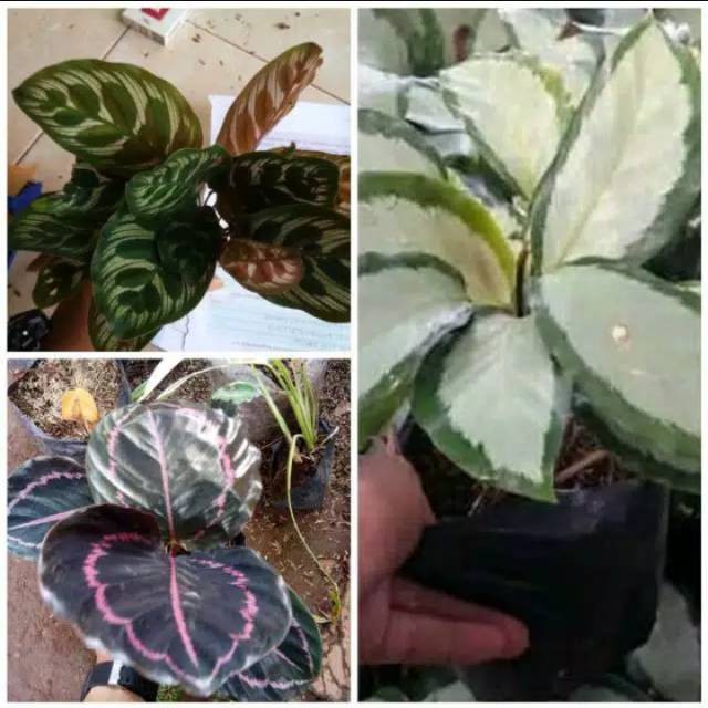 Paket 3 tanaman hias calathea makoyana drakstar black lipstik