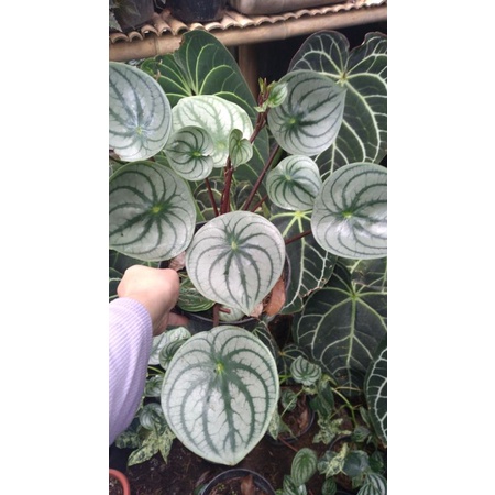 peperomia watermelon silver jumbo rimbun