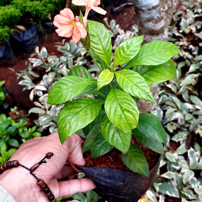 tanaman hias bunga crosandra-pohon crosandra