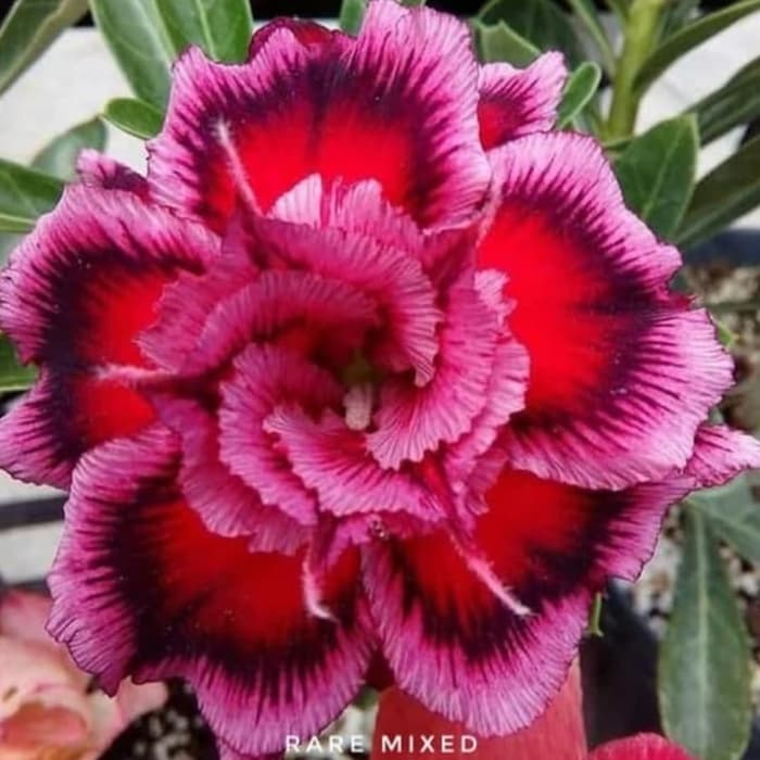 

NEW! Bibit Bunga Kamboja Adenium Rare Mixed cantik