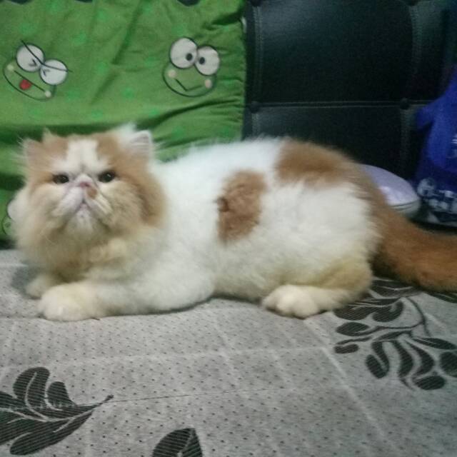 bundadjuniahanipah7881