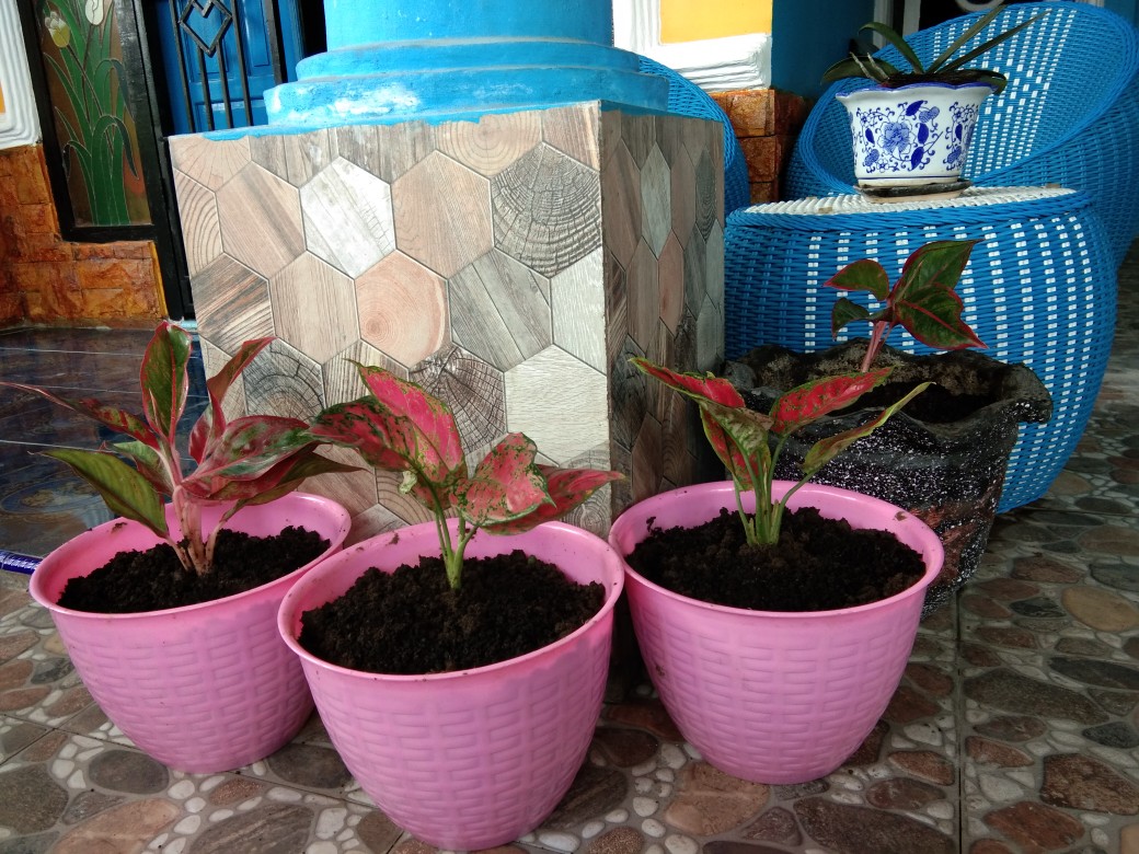 Bibit Bunga Aglonema Lipstik Aurora