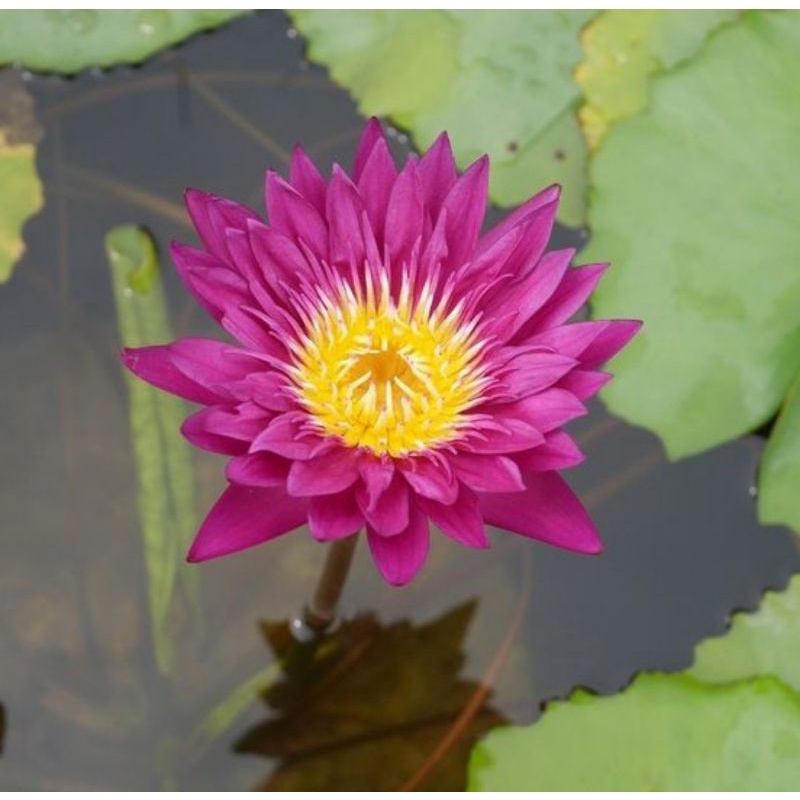 Tanaman Hias Air Teratai Bulls Eye