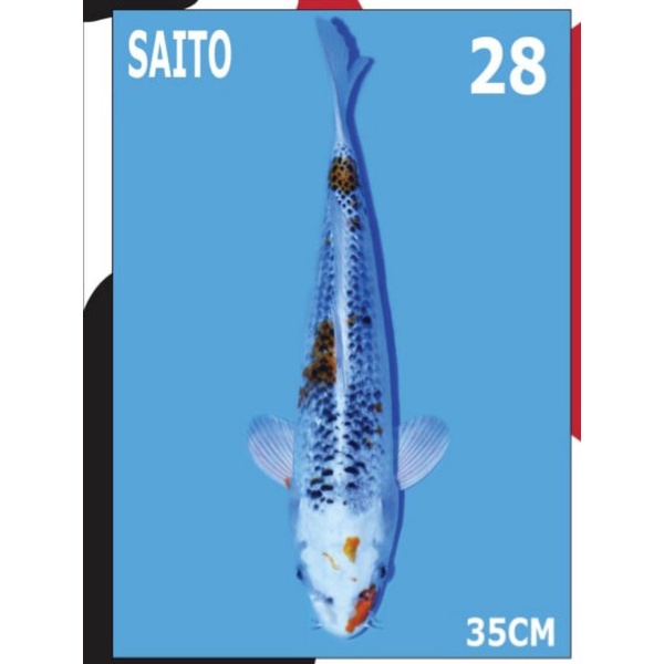ikan koi import KUJAKU 40BU (tepatnya 36 CM) CERTY SAITO Koi Farm