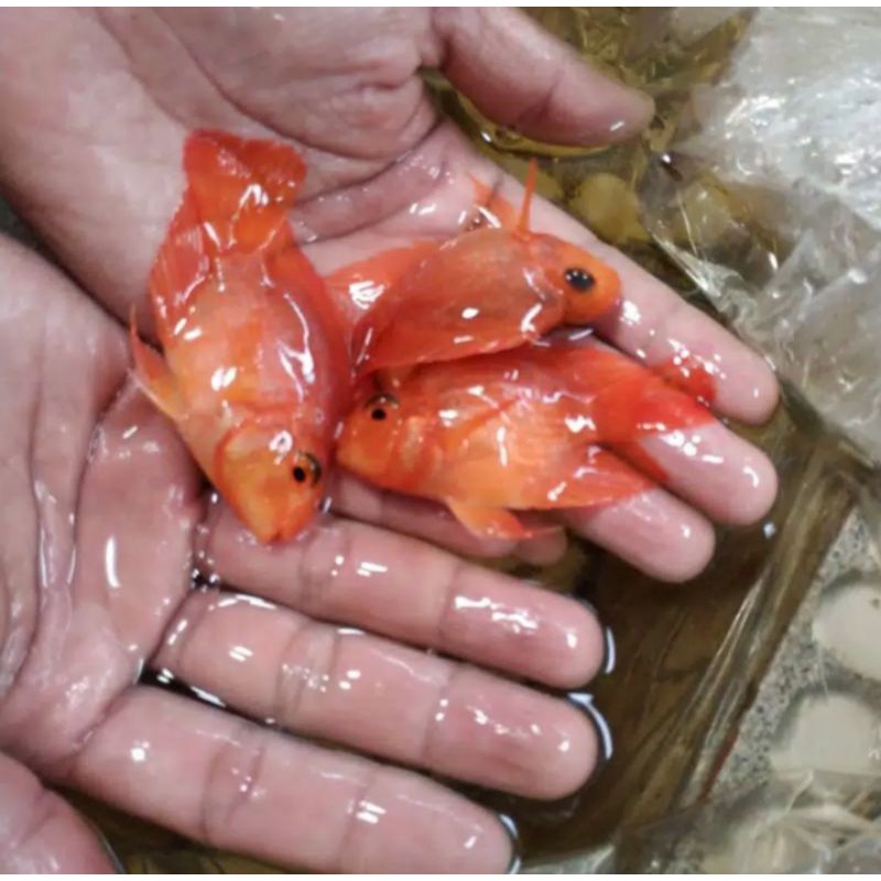 ikan parot/perot merah merona buntut/ikan perot
