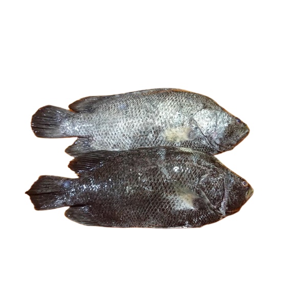 Ikan Kakap Hitam Ikan Kakap Batu Ikan Kakap Segar 1Kg