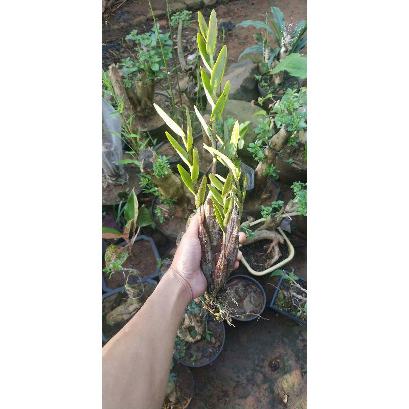 angrek merpati/bunga angrek/bibit bunga angrek