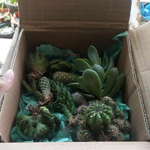 Ownroot Murah (bisa Pilih Kode)