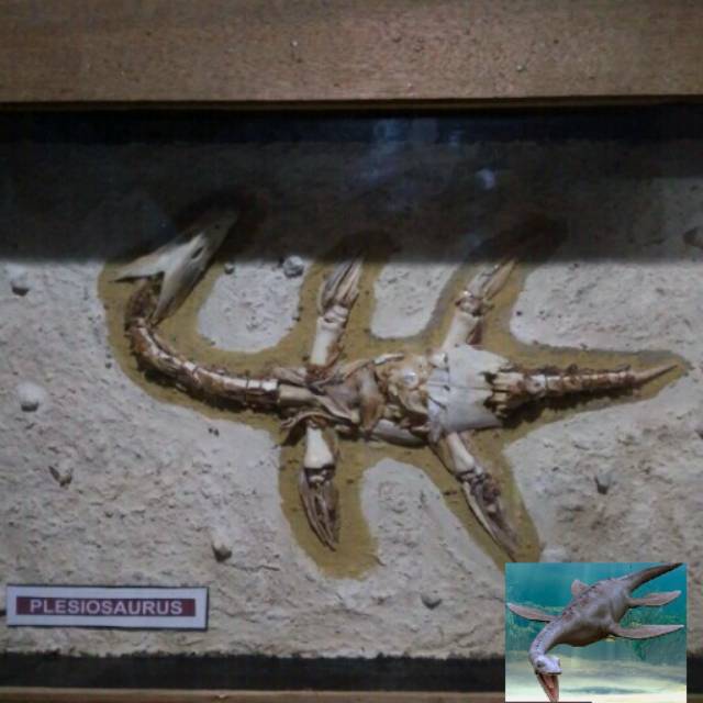 Hiasan dinding figura fosil dinosaurus hewan pleisosaurus