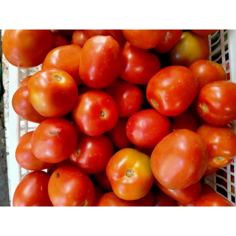 

TOMAT MERAH SEGER 1kg