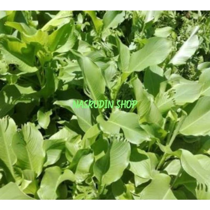 BIBIT TANAMAN GANYONG PUTIH 10 POHON / BIBIT UMBI GANYONG PUTIH POHON / GONYONG REBE SEBE