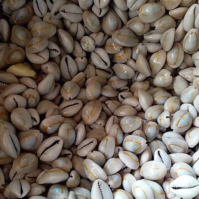 kerang biji kuwuk kuciang kuciang anak congkak congklak dakon 100 biji