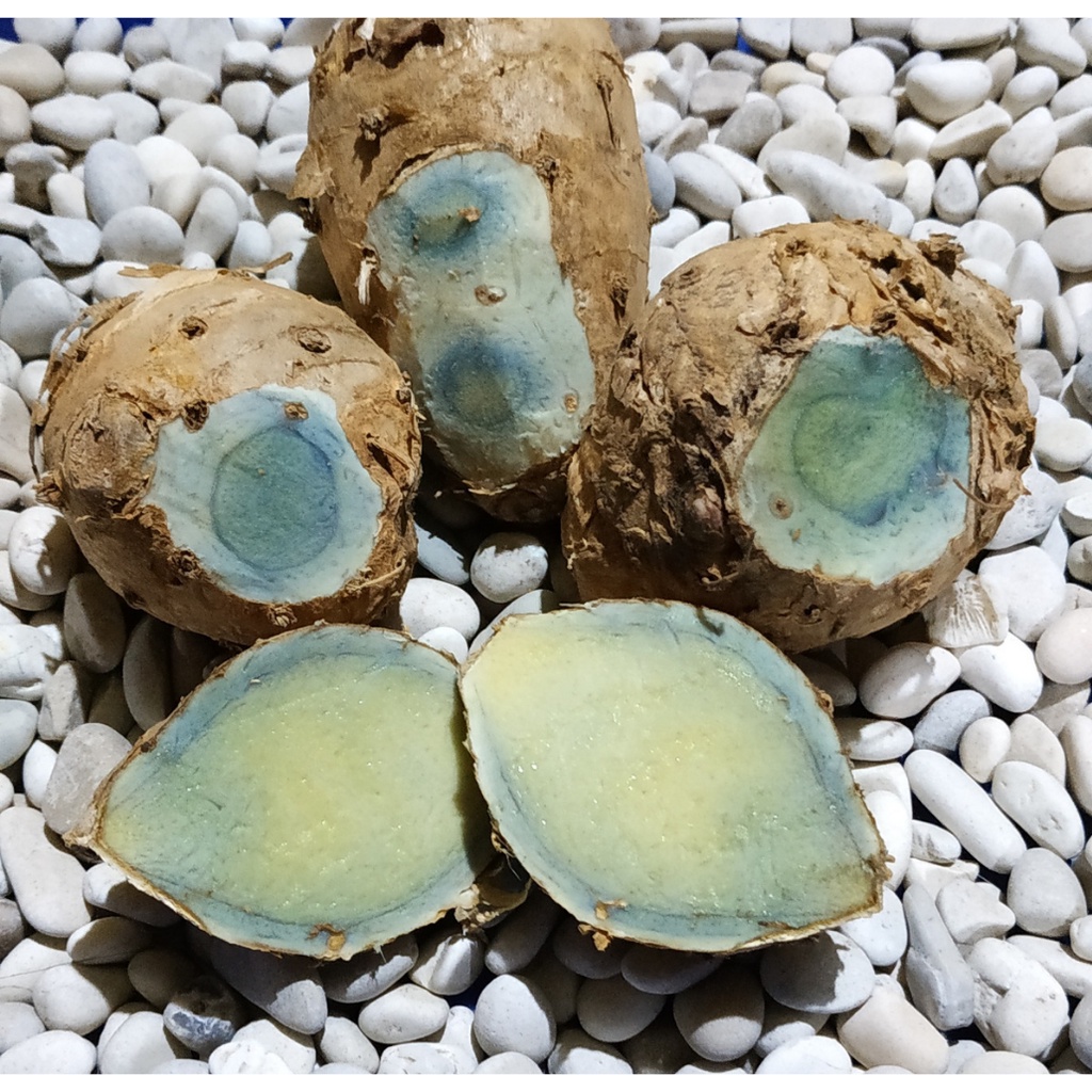 

Empu Temu Hitam Segar Alami 1KG Temu Ireng/Curcuma Aeruginosa
