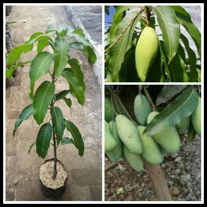 BIBIT MANGGA OKYONG POHON MANGGA BIBIT BUAH MANGGA OKYONG