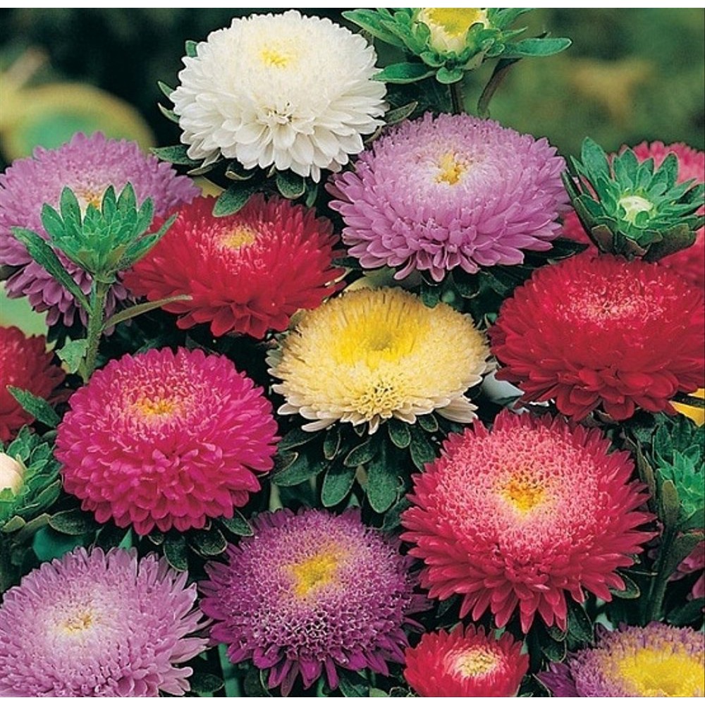 Benih Bunga Biji Bunga Aster Cantik Aster Seeds Mix Colour Berku