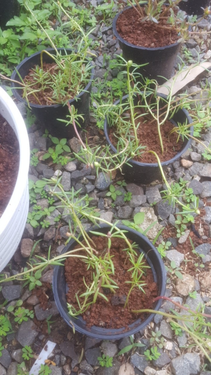 Paket Hemat Krokot Mix Lokal Dan Import /krokot Portulaca /mossrose Portulaca Import Dan Lokal