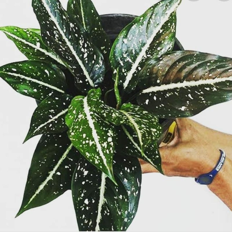 Aglonema Srikit /aglaonema srikit