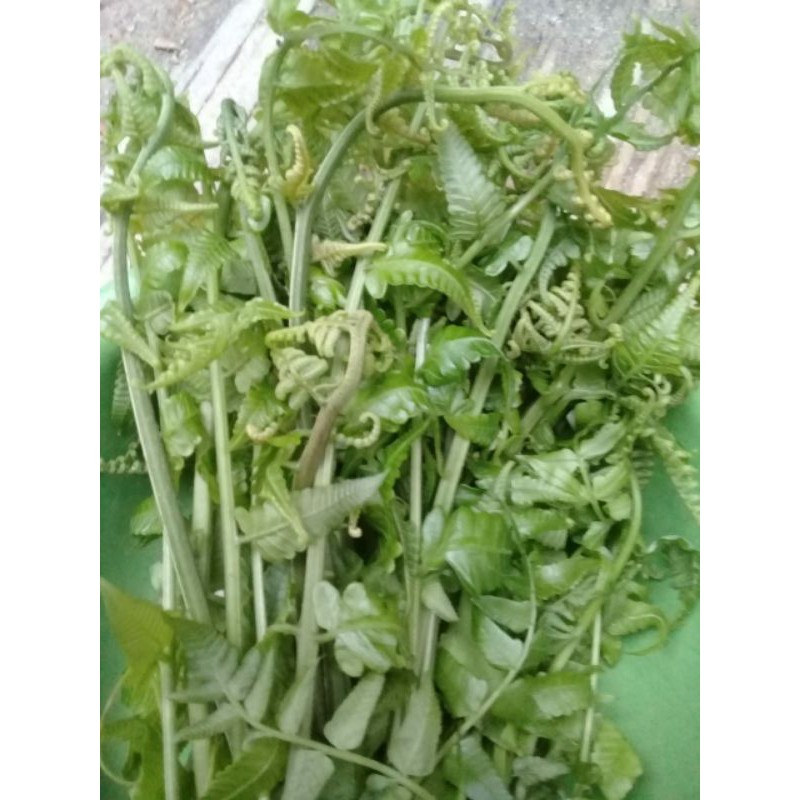 

pakis sayur segar 250grm