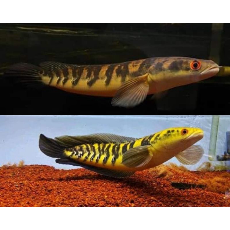 Baby Canna Maru Ukuran 10 -12 cm