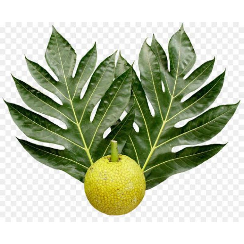 

DAUN SUKUN SEGAR Dipetik Langsung (500gram)