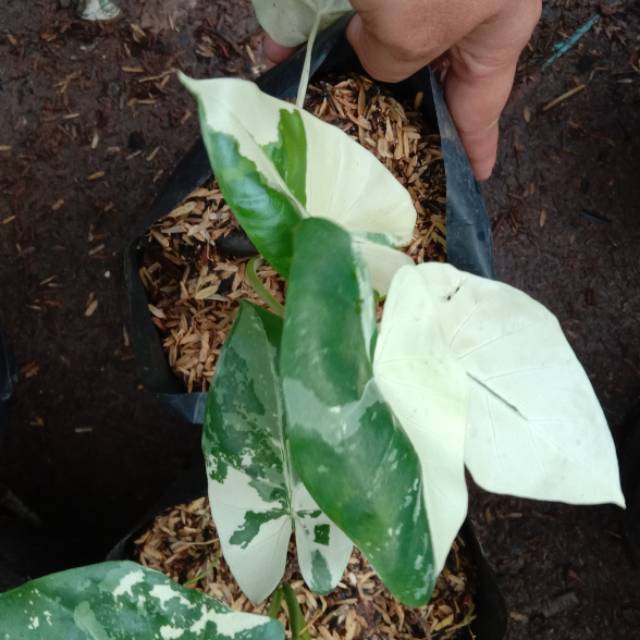 Tanaman sente/ lompong varigata