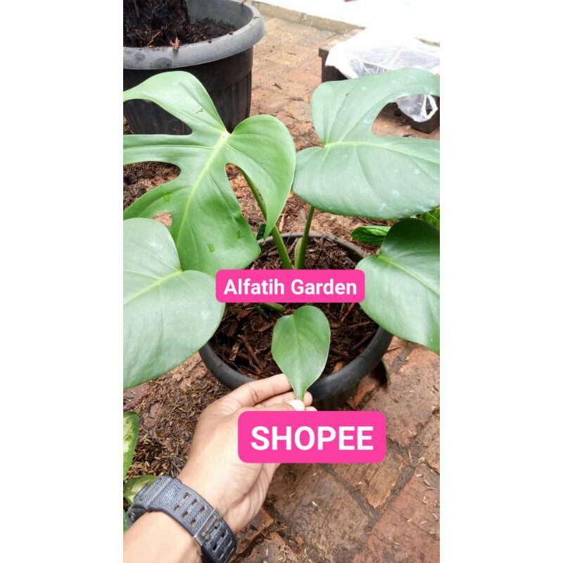 Tanaman Hias Monstera Deliciosa-Monstera Deliciosa-Deliciosa Tanaman Monstera Deliciosa-DELICIOSA