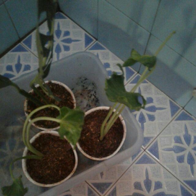 Alocasia Triangularis - Jordin Boricua